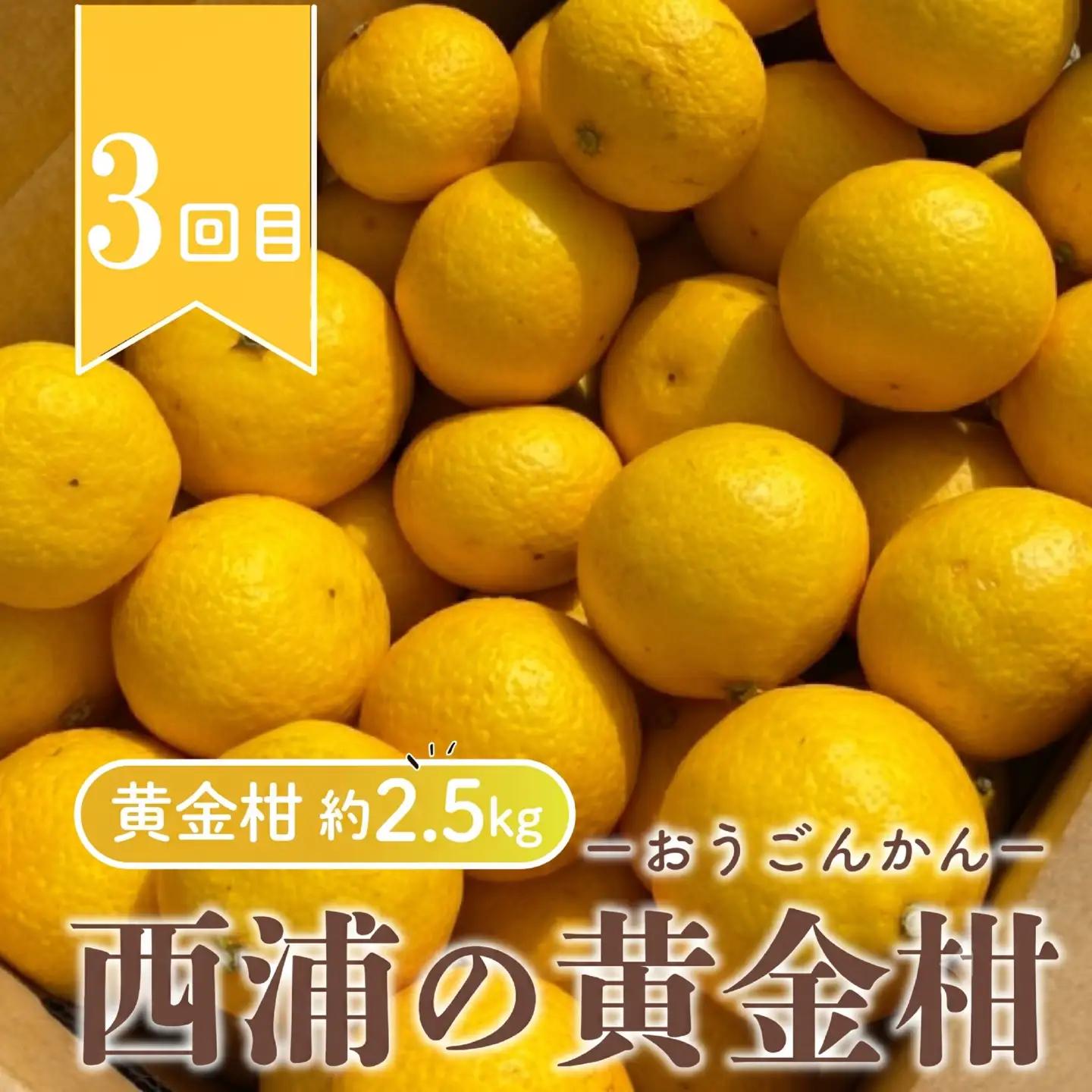 【 柑橘 定期便 】 訳あり 3回 定期便 由良 みかん 2.5kg 寿太郎 みかん 2.5kg 黄金柑 2.5kg 