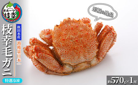 【漁獲量日本一】至福の逸品！特選冷凍「枝幸毛がに」約570g×1尾【 毛蟹 毛ガニ オホーツク 北海道 加工食品 地域のお礼の品 カタログ 毛ガニ 北海道 オホーツク 枝幸 】
