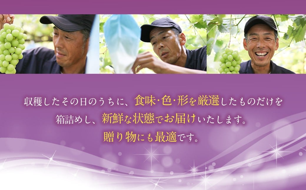 【先行予約】 朝採れ BKシードレス （種なし） 1.5kg（3房） ぶどう 葡萄 【2025年8月上旬から9月中旬発送予定】