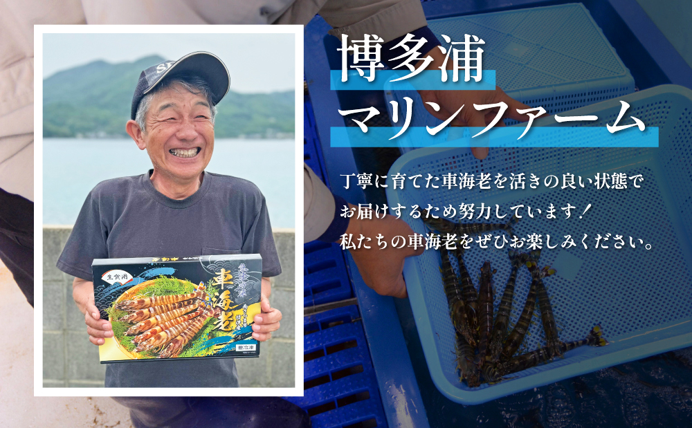 【鹿児島県産】活〆 冷凍車海老 600g（生食用） えび クルマエビ 車えび 海鮮 海産物 刺身 寿司 天ぷら 塩焼き エビフライ 急速冷凍 冷凍 鹿児島 坊津 南さつま市