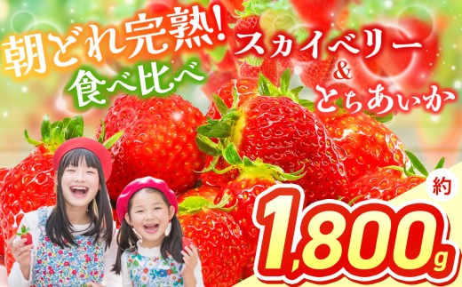 【先行予約】スカイベリー＆とちあいか 食べ比べ 300g×2×3箱  | 果物 くだもの フルーツ 野菜 やさい ヤサイ 苺 イチゴ いちご とちあいか スカイベリー 食べ比べ 新鮮 甘い 数量 限定 美味しい 果物 フルーツ デザート 栃木県 那珂川町 送料無料