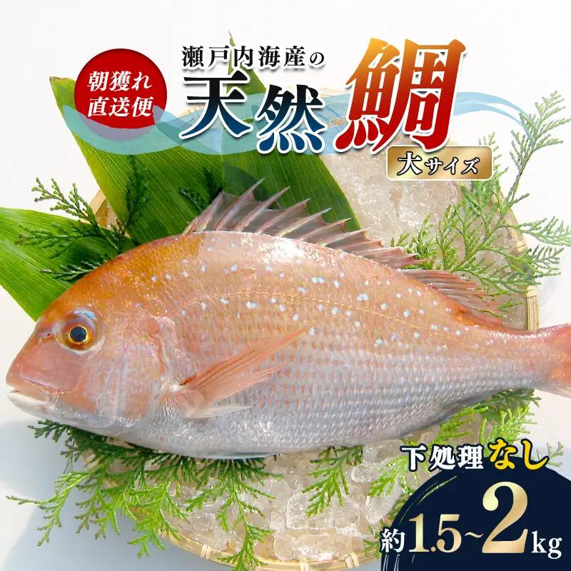 【朝獲れ直送便】瀬戸内海産の天然鯛を丸ごと1匹 大サイズ【下処理なし】 FAH-0109