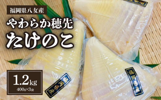 福岡県八女産 やわらか穂先たけのこ 400g×3袋｜【出荷時期】2026年5月以降