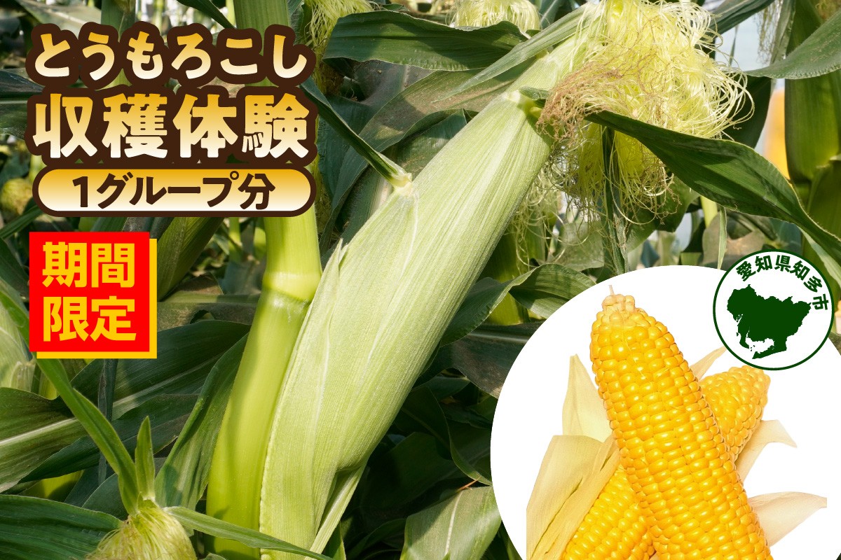 
            【期間限定】とうもろこし収穫体験（1グループ分）
          