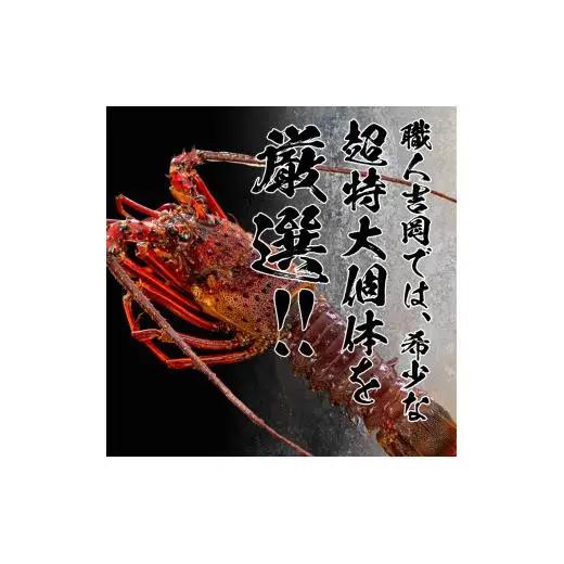 超特大 伊勢海老 1.6kg 以上 2尾 【 伊勢海老 伊勢海老 伊勢海老 伊勢海老 伊勢海老 伊勢海老 】