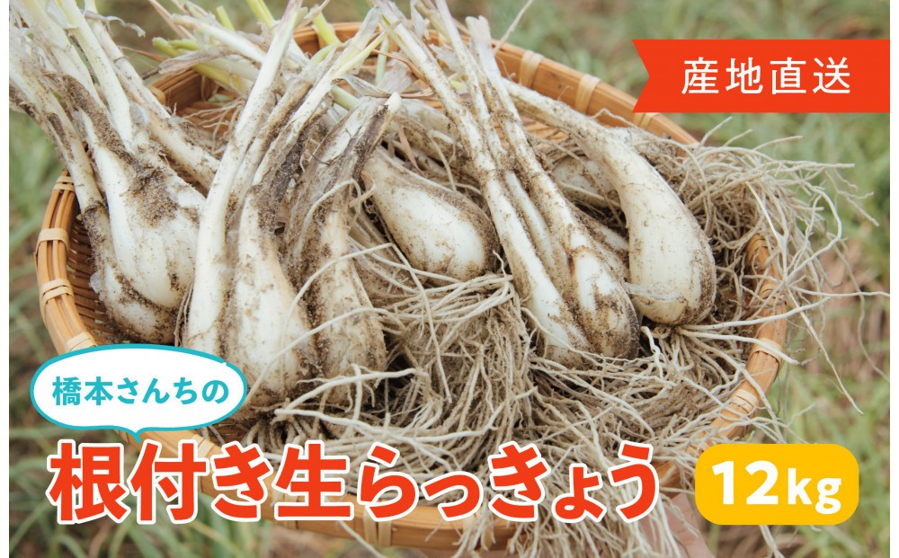 
                  橋本さんちの根付き生らっきょう 12kg
                