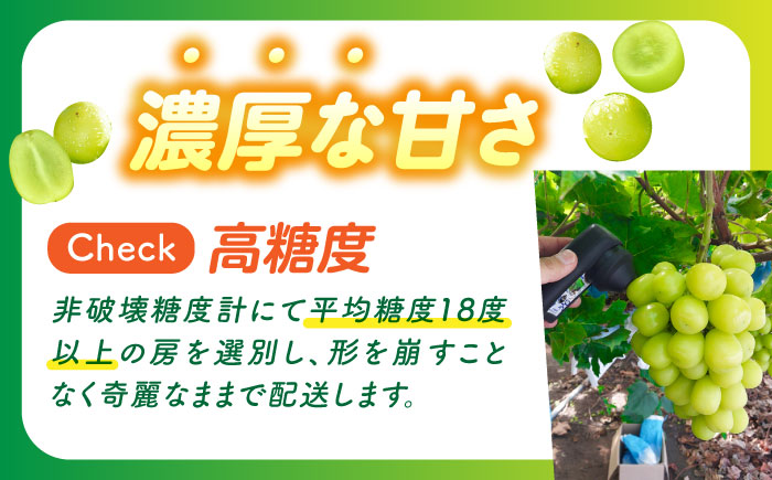 【数量限定】【口の中であふれる果汁】大粒 シャインマスカット 2房 1.4kg以上 / ぶどう ブドウ フルーツ 果物 / 南島原市 / 川田果樹園 [SFN001]