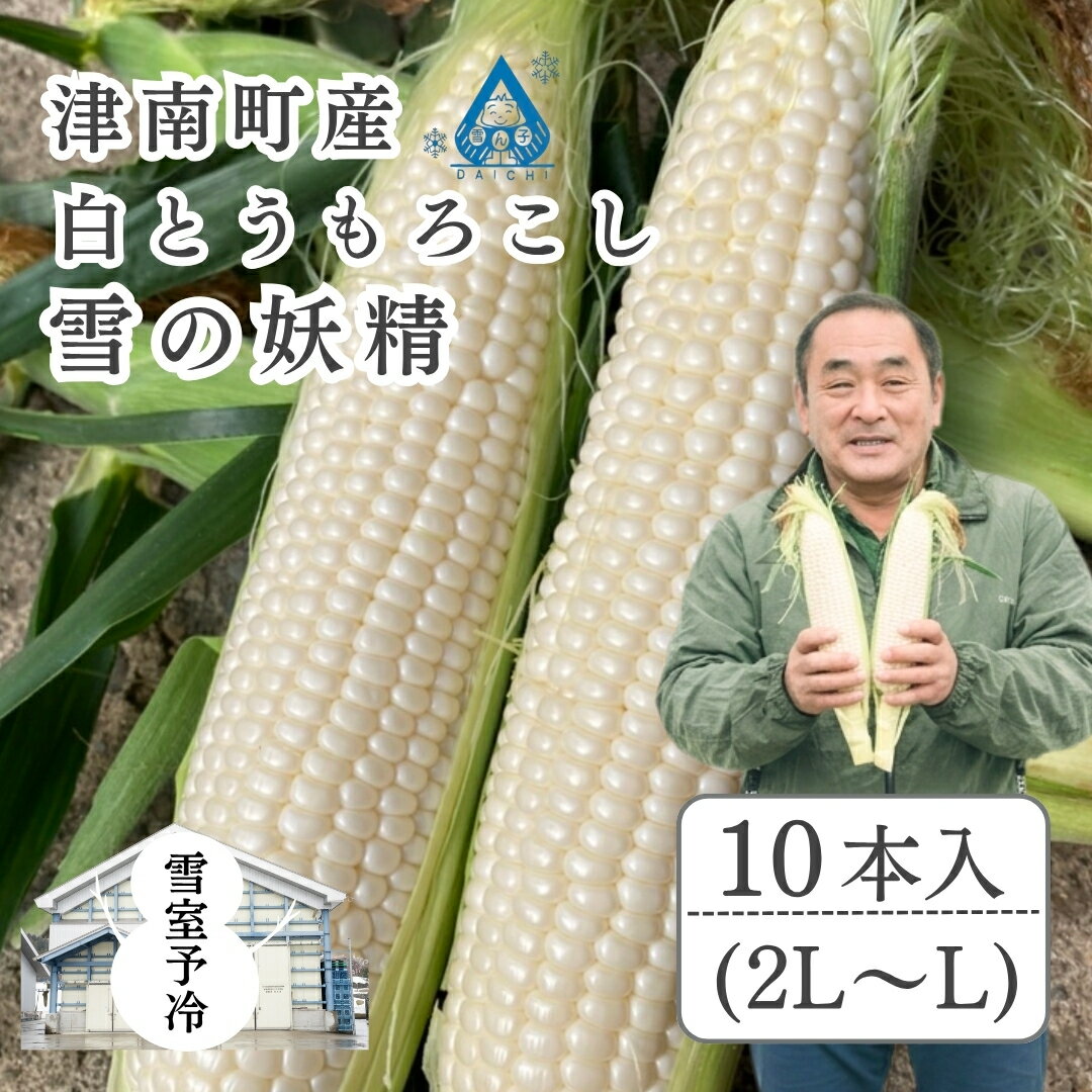 【ふるさと納税】雪室予冷 白とうもろこし 雪の妖精 2L〜L 10本入 | とうもろこし スイートコーン トウモロコシ スィートコーン 採れたて 新鮮 旬 産地直送 津南町 有限会社大地