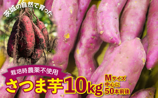 
さつまいも　紅はるか　栽培期間中農薬不使用栽培　10kg【1359579】
