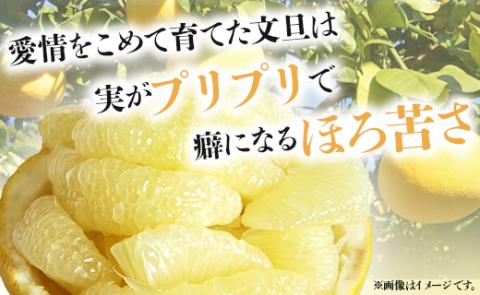 【先行予約】土佐文旦 約10kg (2L～4Lサイズ) - 期間 数量限定 果物 くだもの フルーツ 柑橘類 果実 ぶんたん ブンタン 美味しい フレッシュ ジューシー 果汁 間城農園 10キロ ザボ