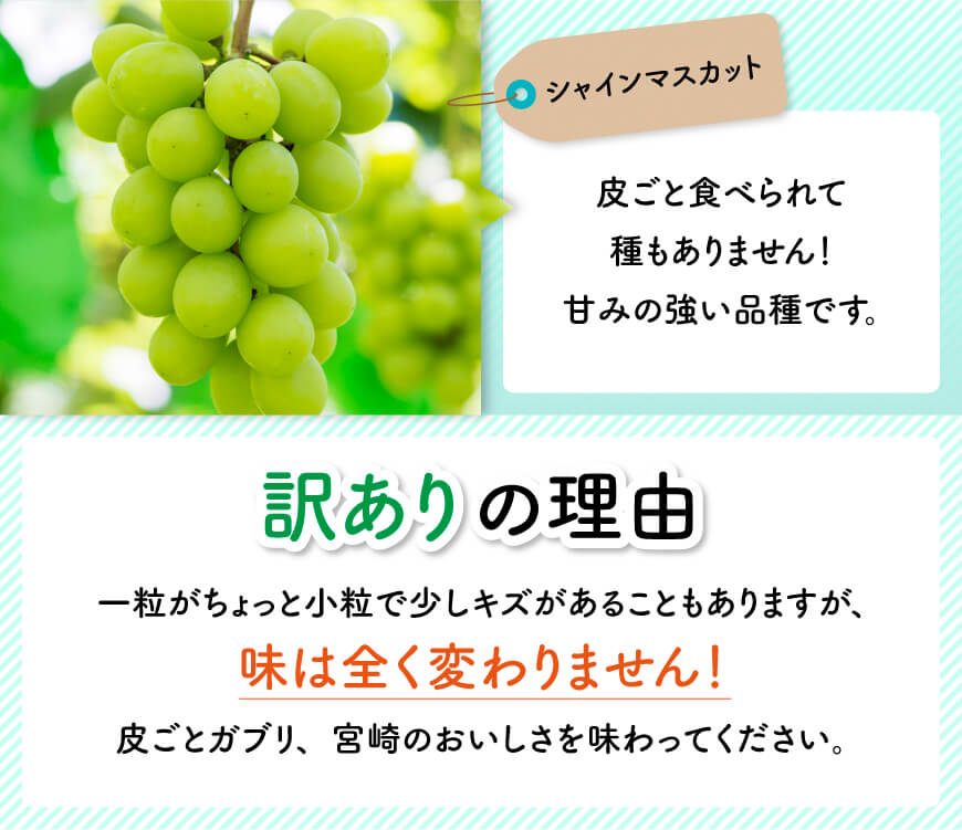 【令和8年産】【訳あり】宮崎県産　小粒なシャインマスカット1kg 【 ぶどう 果物 葡萄 フルーツ ブドウ デザート 川南町産 数量限定 期間限定 】 [B03401]