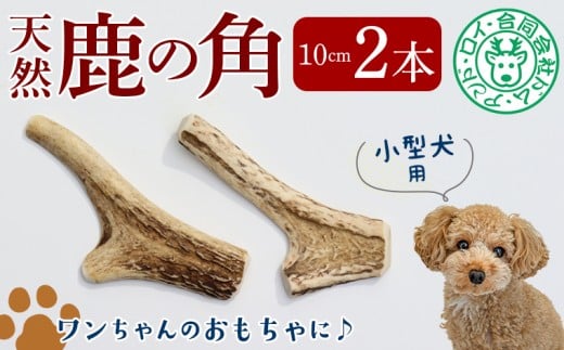 【犬のおもちゃ】シカの角 10cm×2本　小型犬用　鹿 シカ ジャーキー 犬 ペット ワンコ ワンちゃん おもちゃ 角 ツノ インテリア 飾り 置き物 おすすめ 天然 野生 肉 ジビエ 国産 ごほうび 健康 噛む 噛み癖 ストレス ひまつぶし 歯 歯みがき 歯垢 歯石除去 工作 芸術 小型犬 房総 千葉県