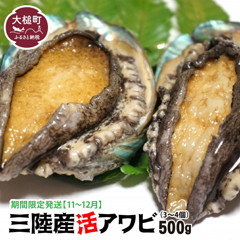 【ふるさと納税】 三陸産 活アワビ 約500g（3〜4個) / 約1kg ( 6〜8個)【期間限定11月〜12月発送】【配送日・曜日指定不可】
