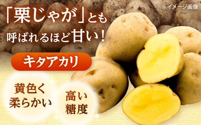 【2026年10月中旬以降順次発送】 じゃがいも キタアカリ（まっかりじゃが）5kg | じゃがいも ジャガイモ キタアカリ 野菜 北海道 産地直送 | 道の駅 真狩フラワーセンター [BPAM015