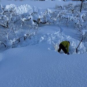 園主おススメ!　旬のりんご詰め合わせ　【家庭用】　約5キロ　おまかせ4種食べ比べ_果物・フルーツ りんご  リンゴ 林檎_【1568467】