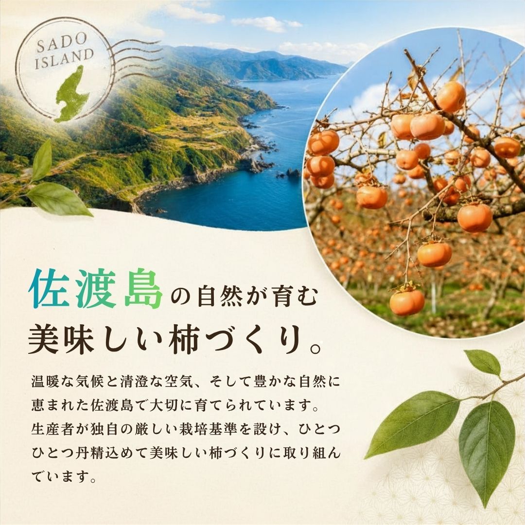 【先行予約】【2026年10月中旬より順次発送】柿 おけさ柿 赤秀 Lサイズ 18玉 《種なし 芳醇な甘み》マルハおけさ柿ブランド