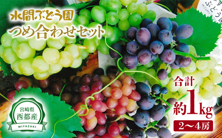 2025年発送【先行予約】シャインマスカット入り 完熟ぶどうお任せセット1kg　水間ぶどう園　個数限定＜1.1-3＞