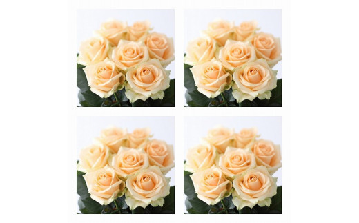 【総本数100本！】國枝バラ園から直送！Flower Bouquet（25本の花束×４ケース）アプリコット