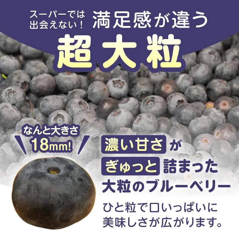 【2027年先行予約】【超大粒】山梨県産（明野産）生果 ブルーベリー1,000g [h290]
