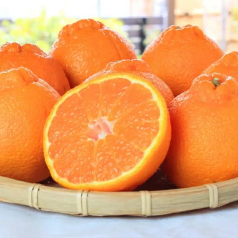 【訳あり・ご家庭用】紀州有田産不知火(しらぬひ) 約3kg 【予約】【2027年2月中旬頃〜3月中旬頃に順次発送予定(お届け日指定不可)】【Z-uot830A】