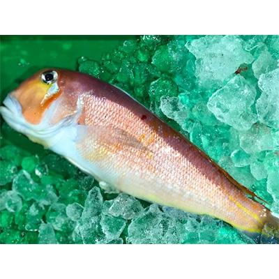 ふるさと納税 八幡浜市 竹中水産の「甘鯛」(赤又は白)約1キロ【F22-260】 |  | 01