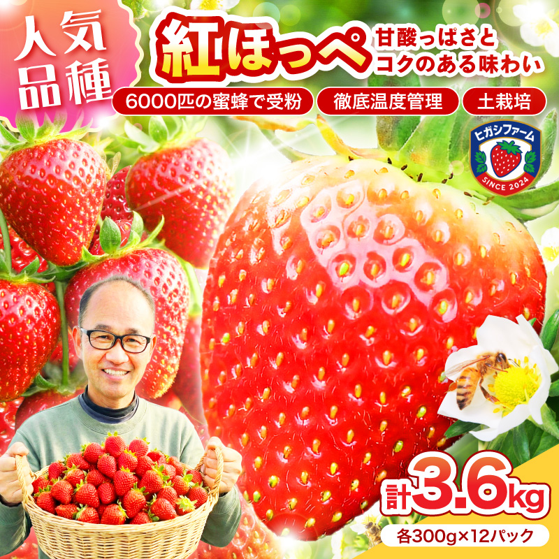 【2027年1月～5月発送予定】【いちご本来の甘酸っぱさを味わう】定番人気 紅ほっぺ 約3.6kg（約300g×2パック×6箱）※お届け不可地域あり【121B-004-2027】