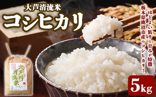 令和7年産 コシヒカリ 5kg 【大芦清流米】栃木県鹿沼市産  米 お米 コシヒカリ こめ コメ おこめ こしひかり 精米 精白米 白米 ５キロ 栃木県産コシヒカリ 栃木コシヒカリ 鹿沼産コシヒカリ 鹿沼産こしひかり ご飯 ごはん 白飯 国産米 単一原料米 産地直送 栃木 鹿沼 ※ kome 米5kg ブランド米 大芦清流米こしひかり とちぎ