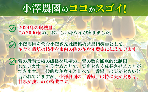 希少キウイフルーツ 「香緑」。Lサイズ 24個入り 糖度16度。甘くておいしい【 高級ブランド】＜出荷時期：2025年12月15日出荷開始～2026年1月15日出荷終了＞【キウイ　ルーツ 神奈川県 南