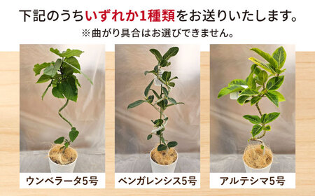 観葉植物 フィカスゴムの木 鉢植え 大村市 エコグリーンヒガシ/フィカス ゴムの木 ゴムノキ 鉢付き 室内 植物 インテリア プレゼント ギフト[ACAL007]