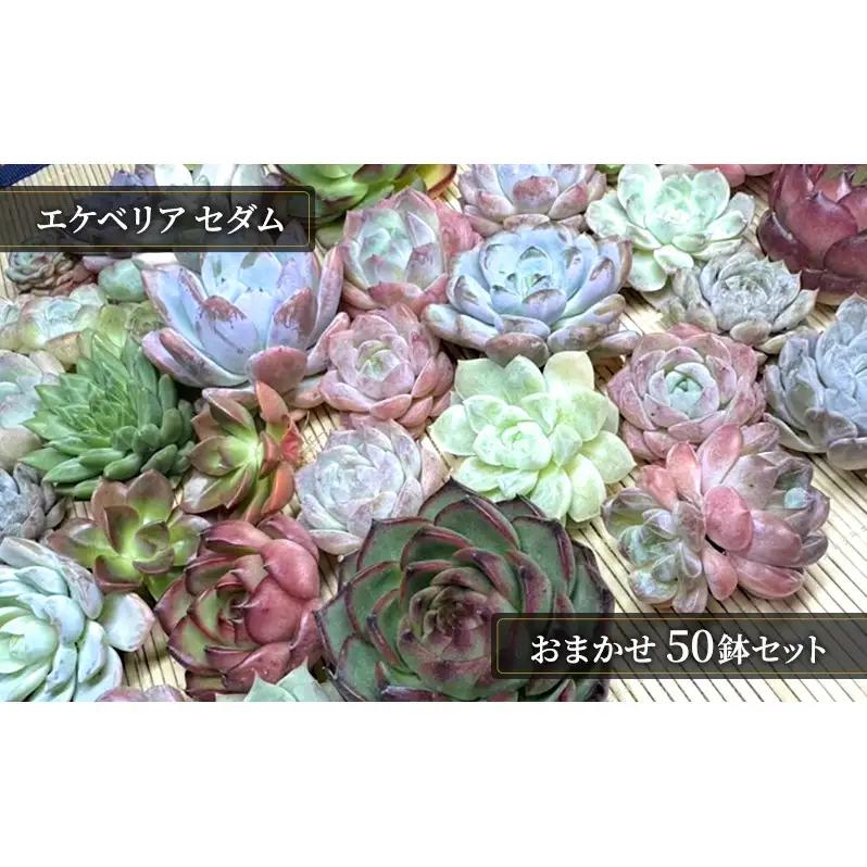 【ふるさと納税】多肉植物 エケベリア セダム お任せ 50株セット 切苗 詰め合わせ 癒しのおしゃれインテリア 観葉植物 ガーデニング ミニグリーン 千葉県 成田市