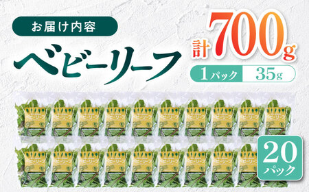 【先行予約】【2024年3月より順次発送】有機野菜 ベビーリーフ 計600g (100g×6パック) 山都町産 産地直送 高原野菜 有機JAS認証取得 詰め合わせ 野菜詰め合わせ 熊本県産有機野菜 山