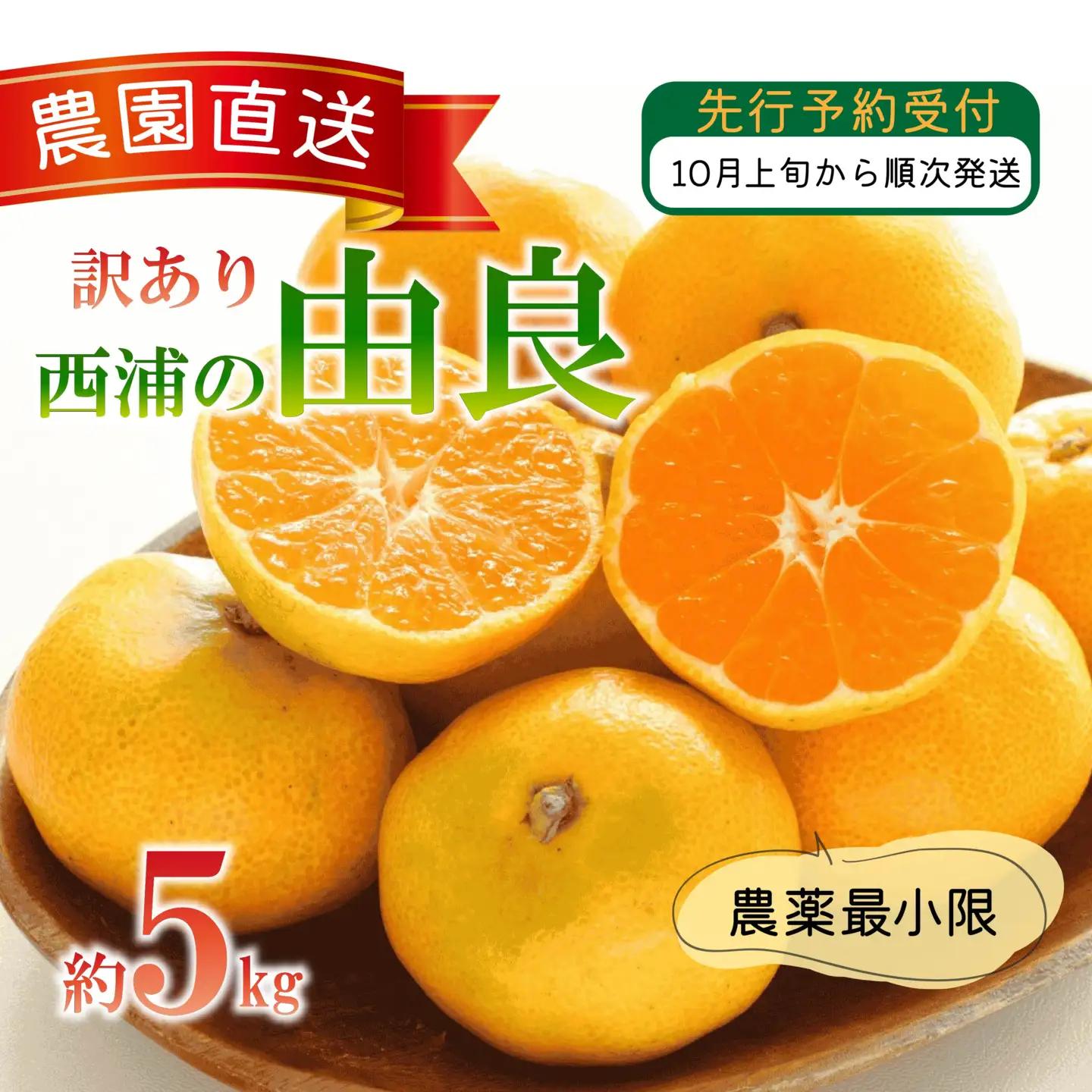 訳あり 西浦 由良みかん 5kg 由良みかん 木負観光みかん園