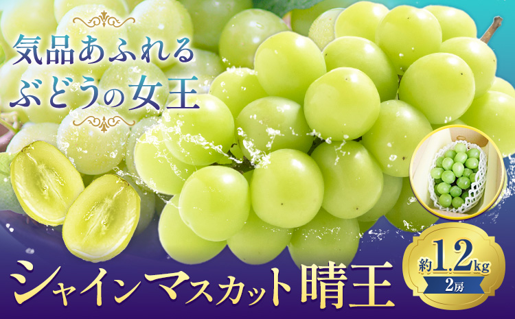 【先行予約】ぶどうシャインマスカット 約 1.2kg 2房 株式会社藍《9月上旬-10月下旬頃出荷》 岡山県 浅口市 岡山県産 ぶどう フルーツ 果物 くだもの マスカット 送料無料【配送不可地域あり】