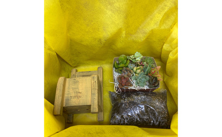 多肉植物 じぶんで植える 多肉 寄せ植えキットA 木椅子型 プランター 全3色 インテリア 植物 寄せ植え ガーデニング 福岡 小郡市 水色