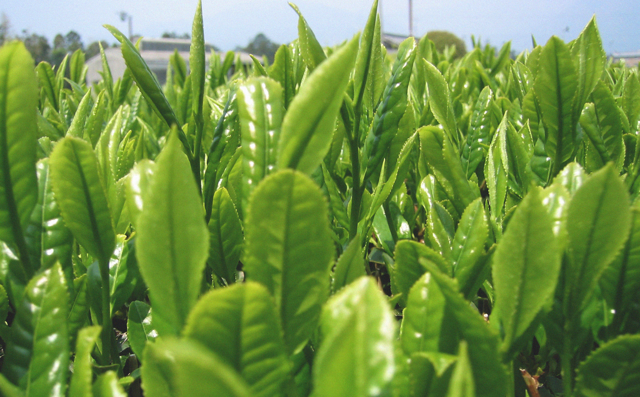 四日市認定地場特産品【泗水十貨店（しすいじっかてん）】濃い抹茶グリーンティ 無糖・有糖各１本　手提げ袋付き