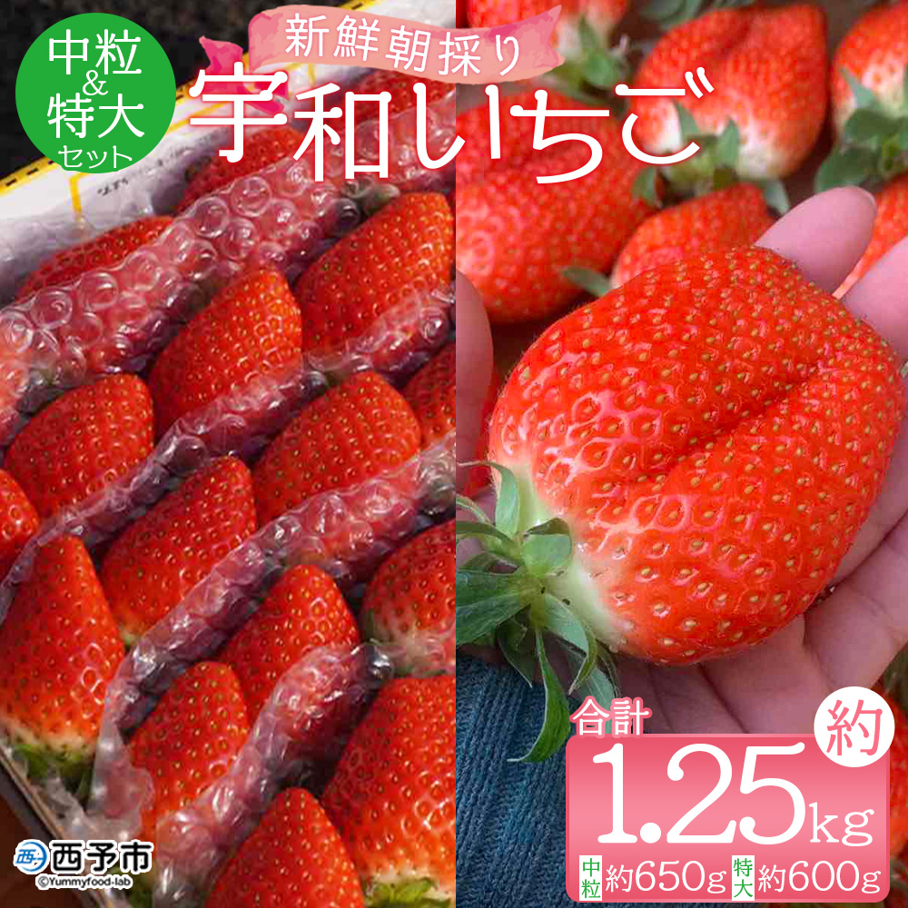 ＜農家厳選 新鮮朝採り 宇和いちご 中粒＆特大セット（各1箱 合計約1.25kg）＞イチゴ 苺 果物 フルーツ くだもの ストロベリー かおりの 直送 愛媛県 西予市