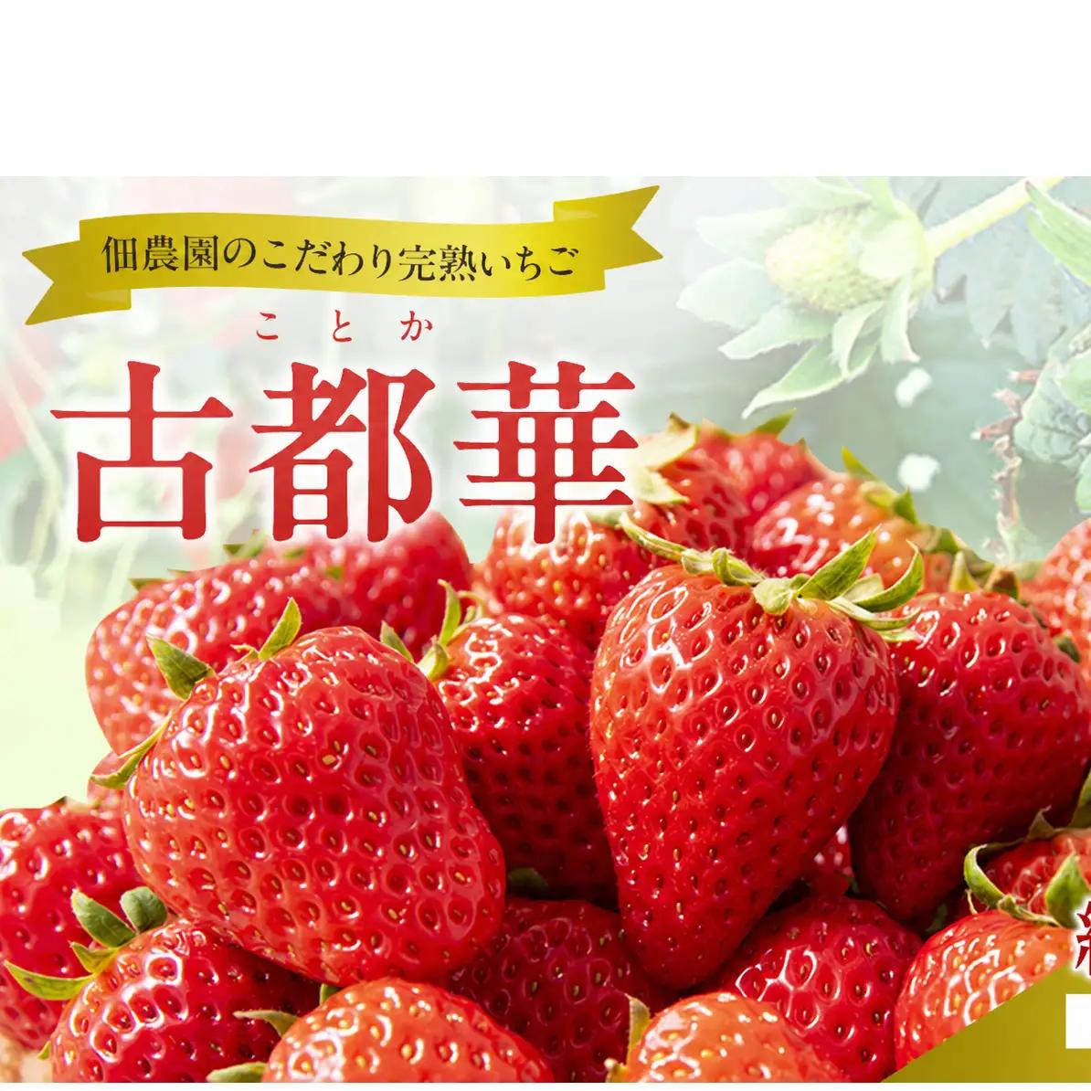 いちご 古都華 完熟 佃農園 奈良県産 いちご【約270g】【先行予約】