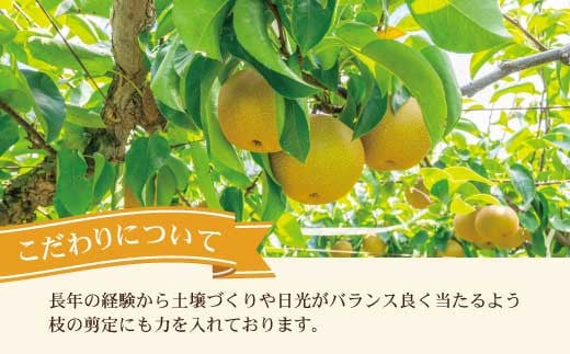 【先行予約】高知県土佐市産 梨（豊水）約2kg 5～6玉 〈2026年8月下旬頃～9月中旬頃発送〉 ほうすい なし ナシ 2キロ 国産 フルーツ 果物 くだもの デザート スイーツ 旬 甘い 果汁たっ