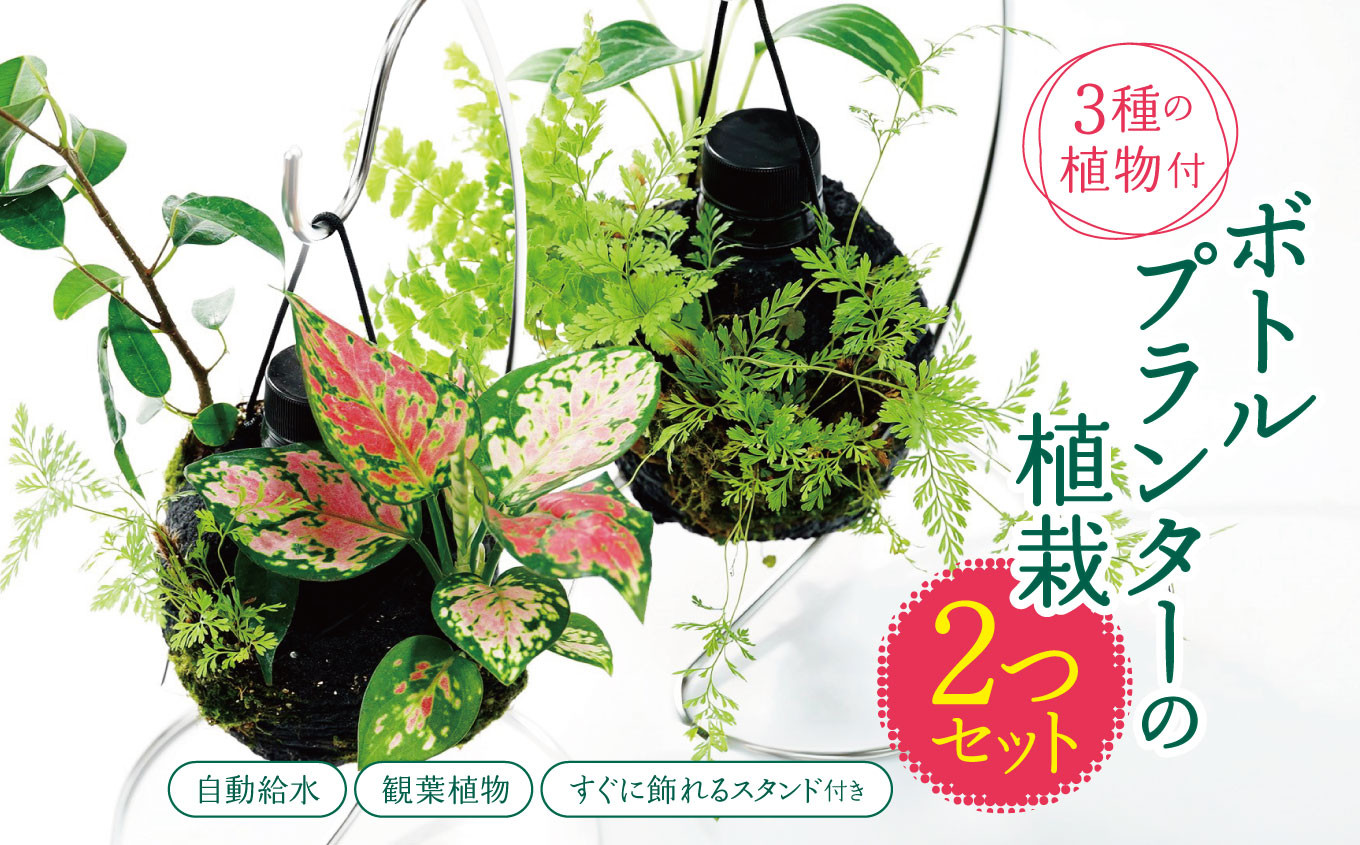 
            ★ 期間限定 ★【 球体 ボトルプランター 】＼ 2つセット ！／ ≪ 3種の観葉植物 ≫ 植栽済み 自動給水装置 すぐに飾れるスタンド付き ピクタ | 特許 自動給水 給水機能 プランター 観葉植物 植物 プランター グリーン 癒し 鑑賞  テラリウム シダ おまかせ 千葉県 君津市 きみつ
          