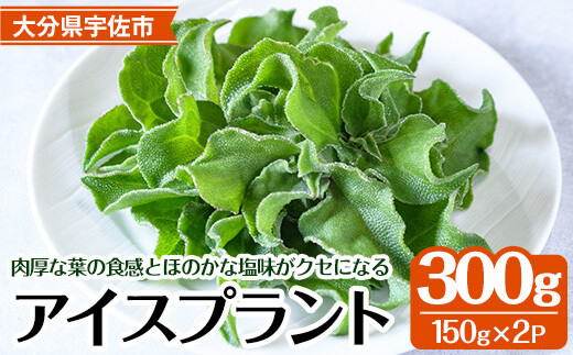 アイスプラント(計約300g・150g×2パック)野菜 葉物野菜 葉野菜【114800101】【公益社団法人 あじむ農業公社】