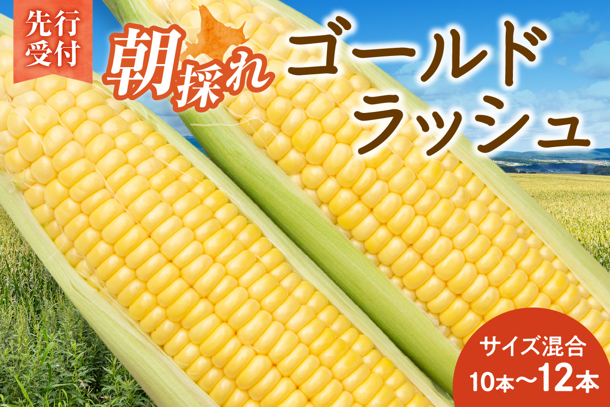 【2026年8月～発送開始！】北海道十勝清水町産 黄金の甘さ ゴールドラッシュ！サイズ混合 10～12本 【北海道産 2026年 とうもろこし とうきび 産直 産地直送 サイズ混合 野菜 家庭用 清水町 北海道】
