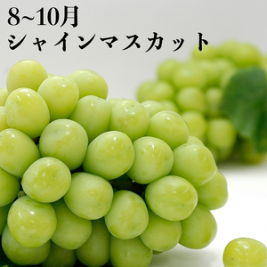 甘くてジューシー！ 丸亀の人気フルーツ定期便 全4回 いちご 桃 シャインマスカット みかん さぬきひめ 金時紅みかん 香川県 丸亀市