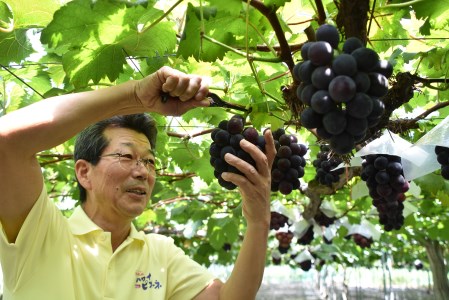 ピオーネ 種なし 2kg 4房 － 5房 潮騒 熟成 ハワイ | 28M