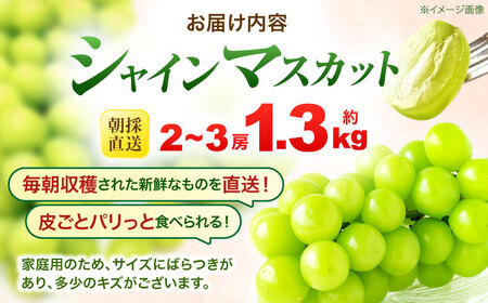 ※【2026年9月より順次発送／先行予約】【ご家庭用】シャインマスカット 約1.3kg(2房から3房) / フルーツ 果物 ぶどう マスカット シャインマスカット しゃいんますかっと / 諫早市 / 