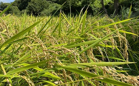 お米 食べ比べセット 5kg（コシヒカリ・きぬむすめ）井原市美星町産(令和7年産)