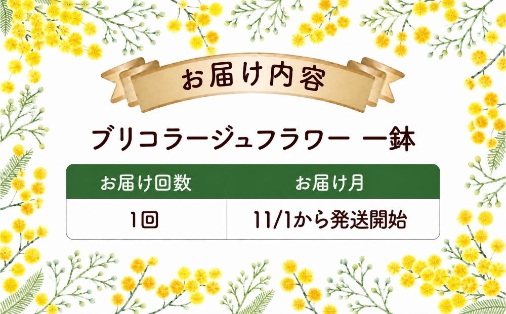 通常便 1回 15~20株!! 季節の寄せ植え 「ブリコラージュフラワー」
