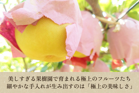 【2026年先行予約】たかはし果樹園 謹製 新潟県産和梨 新美月 新王 2品種詰め合わせ 約5kg《9月中旬～順次配送》