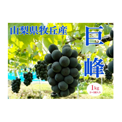 
山梨県産種なし巨峰　1kg(2～3房)【1504883】
