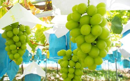 【大人気】シャインマスカット(1～3房)【2026年8月上旬から9月中旬発送予定】【KF11】【A007-frks003】