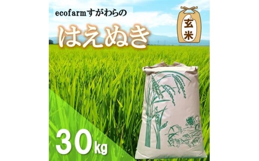 【令和7年産・玄米】ecofarmすがわらの庄内米はえぬき30kg